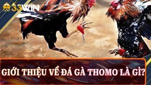 Tổng quan thông tin về Đá gà thomo tại nhà cái 33win